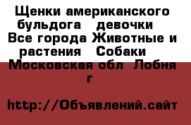 Щенки американского бульдога ( девочки) - Все города Животные и растения » Собаки   . Московская обл.,Лобня г.